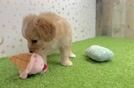 Happy Cavapoo Baby