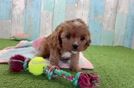 Cavapoo Puppy for Adoption