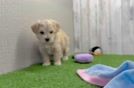 Cute Maltipoo Baby
