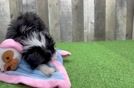 Mini Aussiedoodle Puppy for Adoption