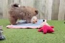Friendly Pomachon Baby
