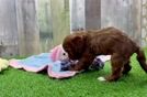 Funny Cavapoo Poodle Mix Pup