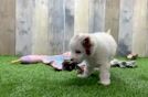 Friendly Cavapoo Baby