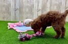Poodle Puppy for Adoption
