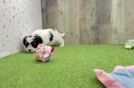 Adorable Cavalier King Charles Spaniel and Poodle Mix Poodle Mix Puppy