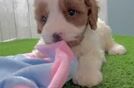 Best Cavapoo Baby