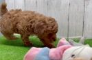 Cavapoo Pup Being Cute