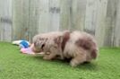Small Mini Aussiedoodle Baby