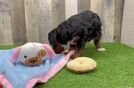 Meet Razzle - our Mini Bernedoodle Puppy Video
