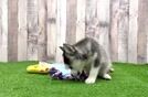 Adorable Husky and Pomeranian Mix Designer Puppy