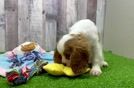 Cute Cavalier Purebred Puppy