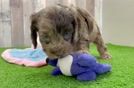 Friendly Cockapoo Baby