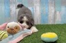 Mini Bernedoodle Pup Being Cute