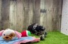 Cute Pudle Purebred Puppy