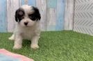 Cavapoo Pup Being Cute