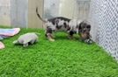 Dachshund Puppy for Adoption