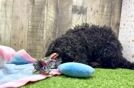 Mini Bernedoodle Pup Being Cute