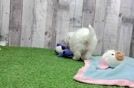 Akc Registered Bichon Frise Baby