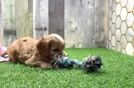 Popular Cavapoo Poodle Mix Pup