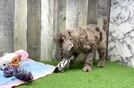 Meet Gerard - our Mini Labradoodle Puppy Video