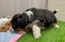Best Mini Bernedoodle Baby