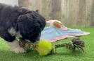 Adorable Sheepdogpoo Poodle Mix Puppy