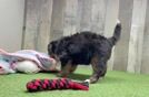 Best Mini Bernedoodle Baby