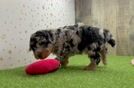 Meet Haisley - our Poodle Puppy Video