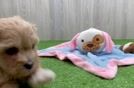 Funny Maltipoo Poodle Mix Pup