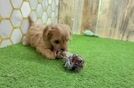 Meet Ulyssa - our Cavapoo Puppy Video