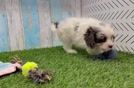 Adorable Cavalier King Charles Spaniel and Poodle Mix Poodle Mix Puppy