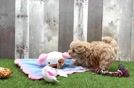 Meet Versace - our Maltipoo Puppy Video