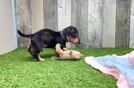 Best Dachshund Baby