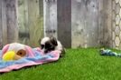 Best Teddy Bear Baby