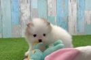 Hypoallergenic Pomeranian Purebred Pup