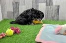 Funny Mini Bernedoodle Poodle Mix Pup