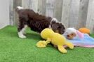 Playful Mini Aussiepoodle Poodle Mix Puppy