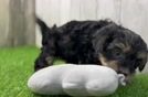 Friendly Yorkie Poo Baby