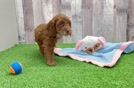 Small Cockapoo Baby