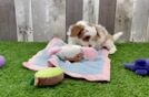 Cavapoo Pup Being Cute