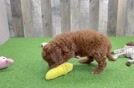 Small Mini Goldendoodle Baby