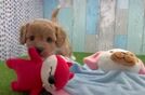 Cavapoo Puppy for Adoption