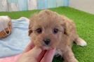 Cavapoo Puppy for Adoption