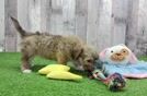 Adorable Havaneser Purebred Puppy