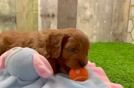 Funny Cavapoo Poodle Mix Pup