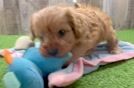 Cavapoo Pup Being Cute