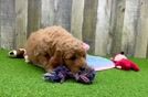 Meet Phil - our Mini Goldendoodle Puppy Video
