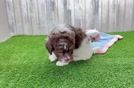 Playful Havadoodle Poodle Mix Puppy