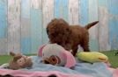 Cute Cavapoo Baby