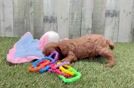 Petite Cavapoo Poodle Mix Pup
